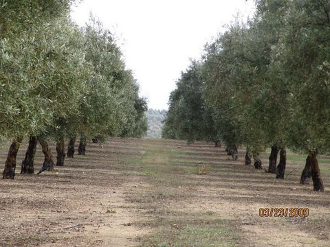 Olive Wood Smoked Infused Olive Oil