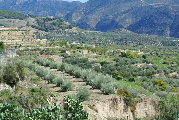 Tuscan Herb Infused Olive Oil