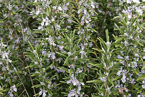 Rosemary (Fused) Olive Oil